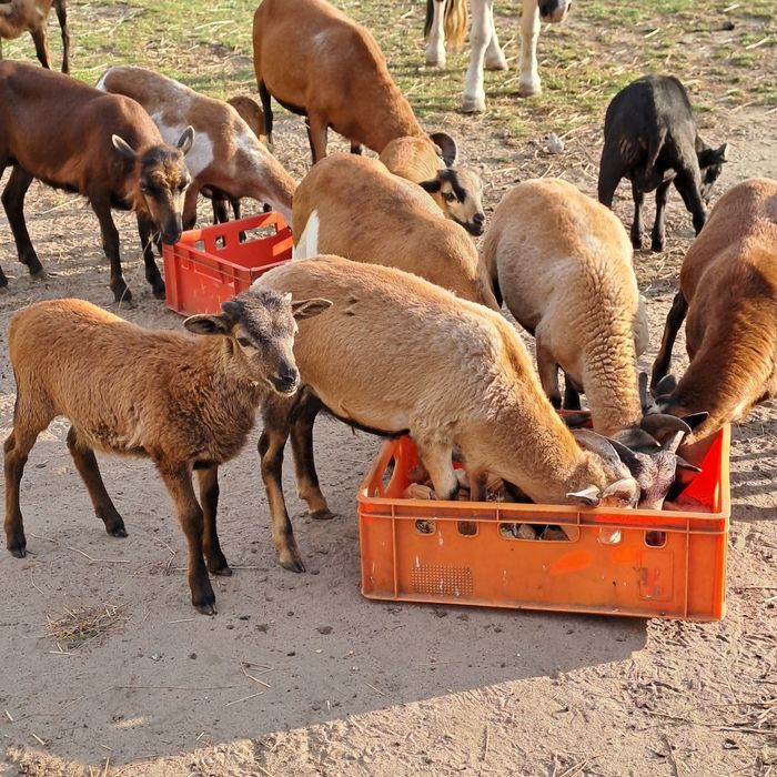 Sprzedam owce I baranki kameruńskie