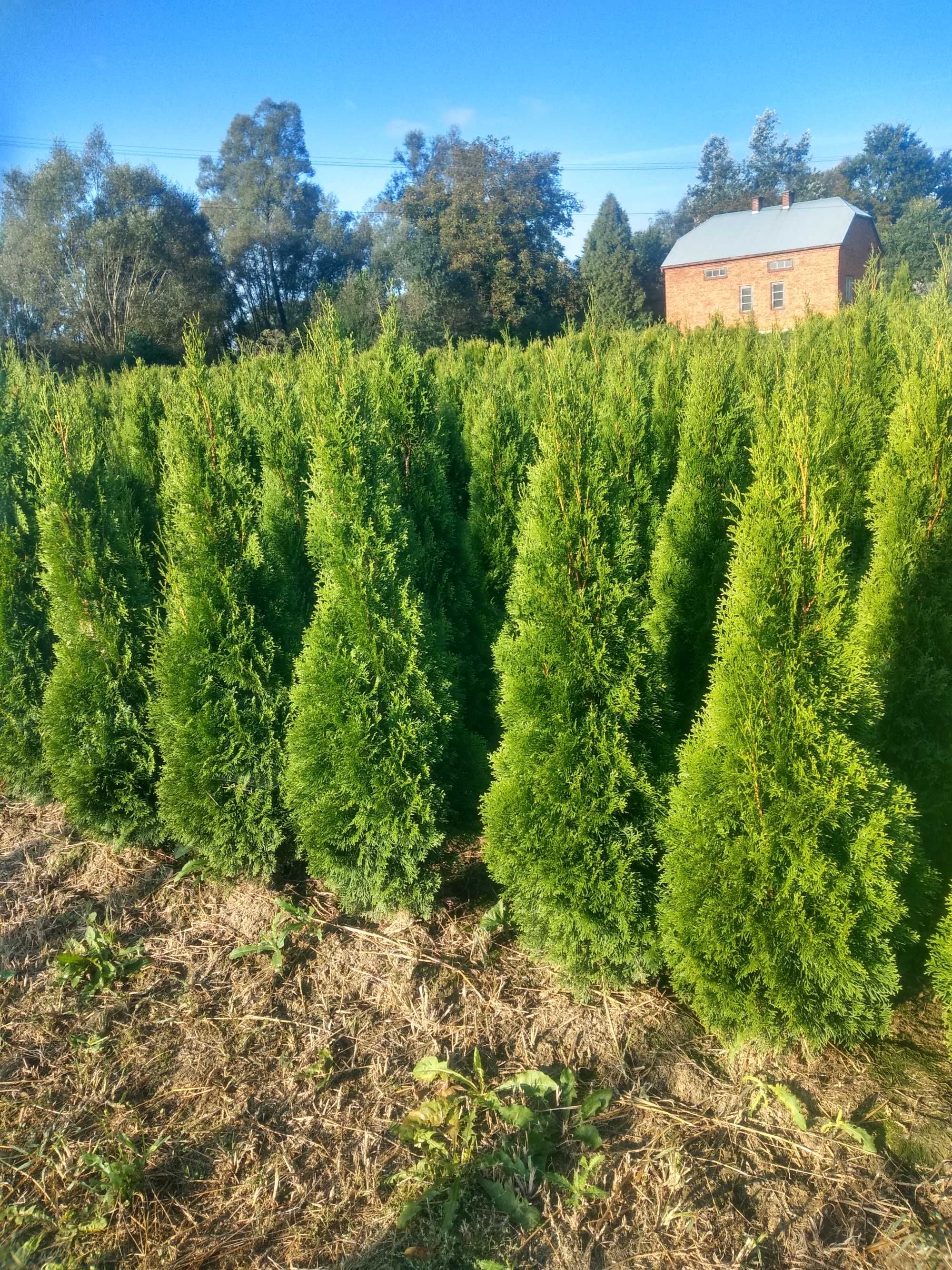 Tuja Szmaragd 160-200.Wyprzedaż.