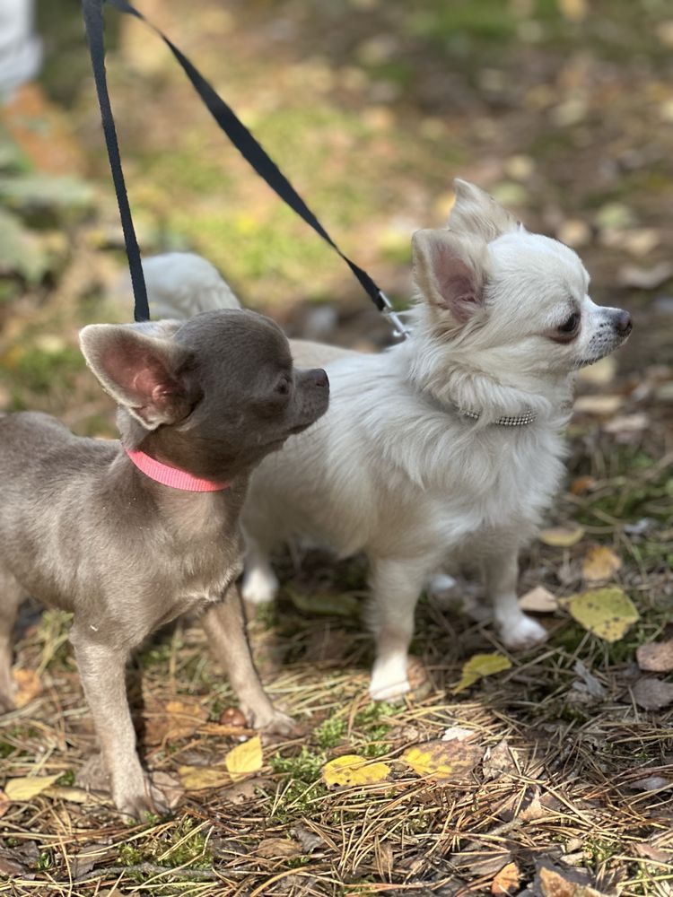 Unikatowa piekność mini chihuahua