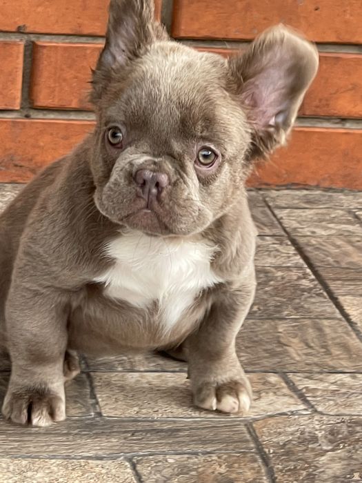 Красавица француженка флаффи Изабелла