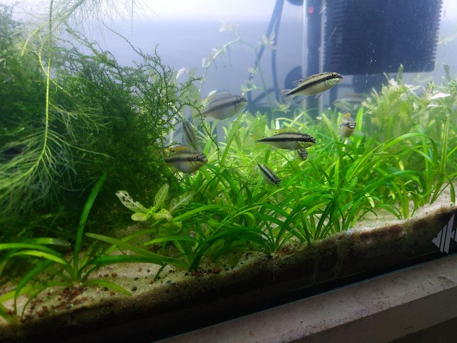 Casal Kribensis // Plantas