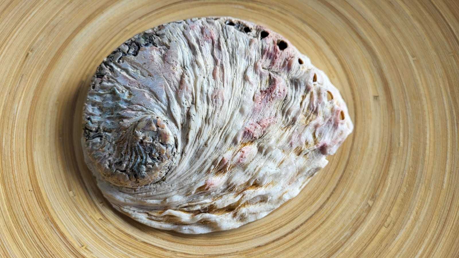 Concha abalone com bonitas cores