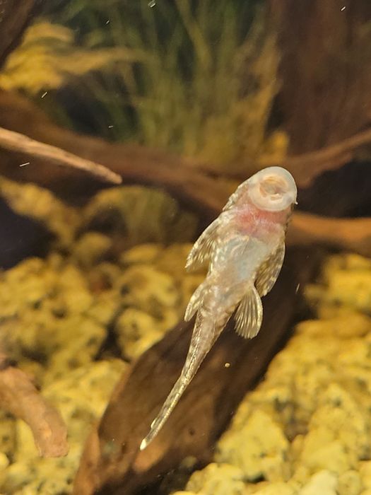 Zamienie glonojady małe (ok 3-4 cm) na rybki lub krewetki do akwatium.