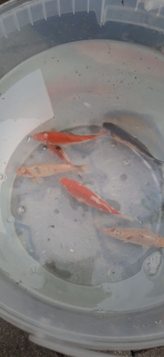Karasie Koi narybek