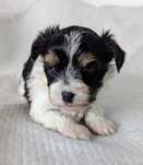 Piesek Yorkshire Terrier Biewer
