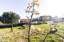 Terreno para construção com 526m2 em Agilde-Celorico de Basto