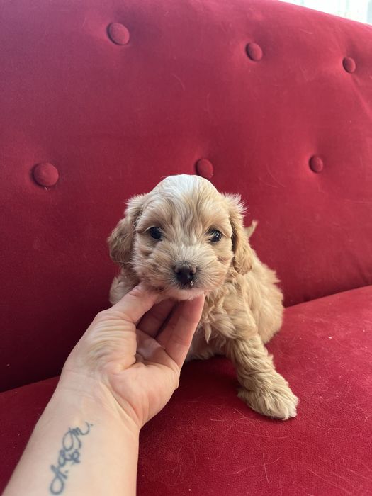 Maltipoo szczeniak