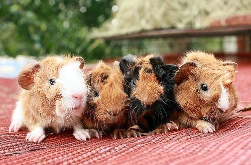 Морские свинки малейшие