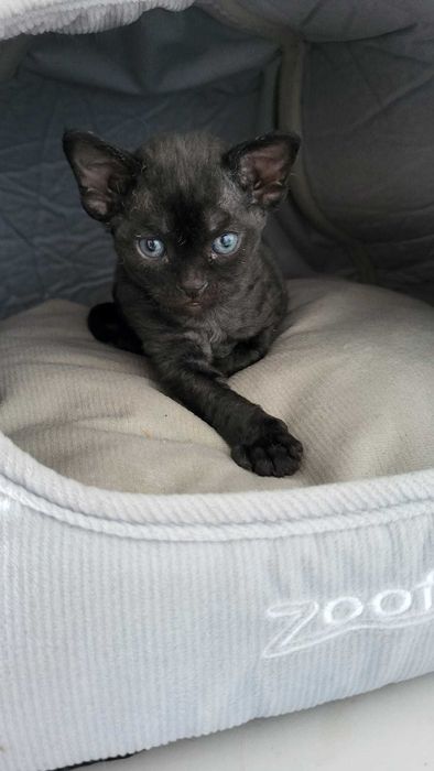 Devon Rex czarny kocurek FPL