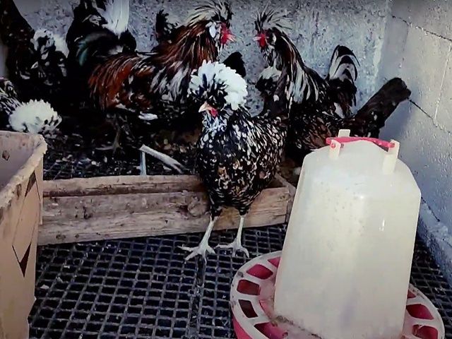 Інкубаційне яйце та курчата, Падуан фарфоровий. 90% оплод. Птиця