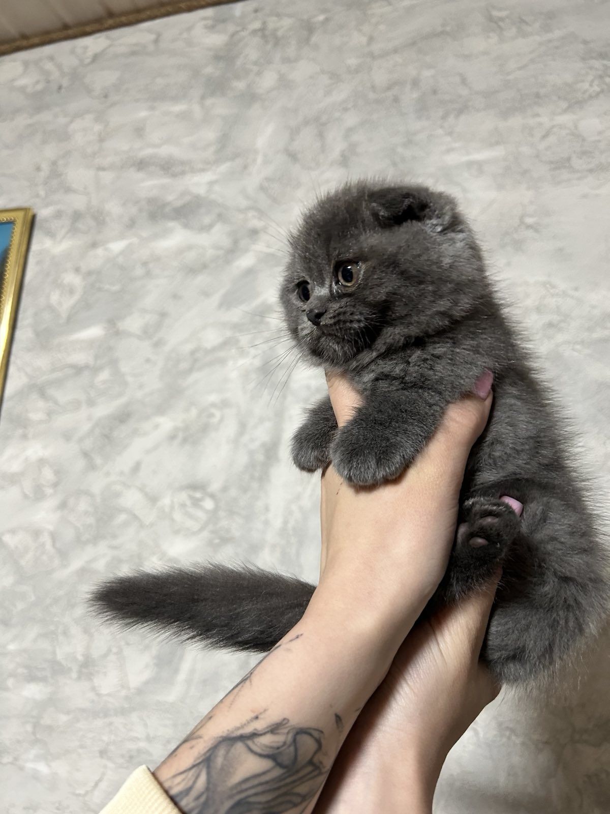 Продам кошенят шотландських веслоухих