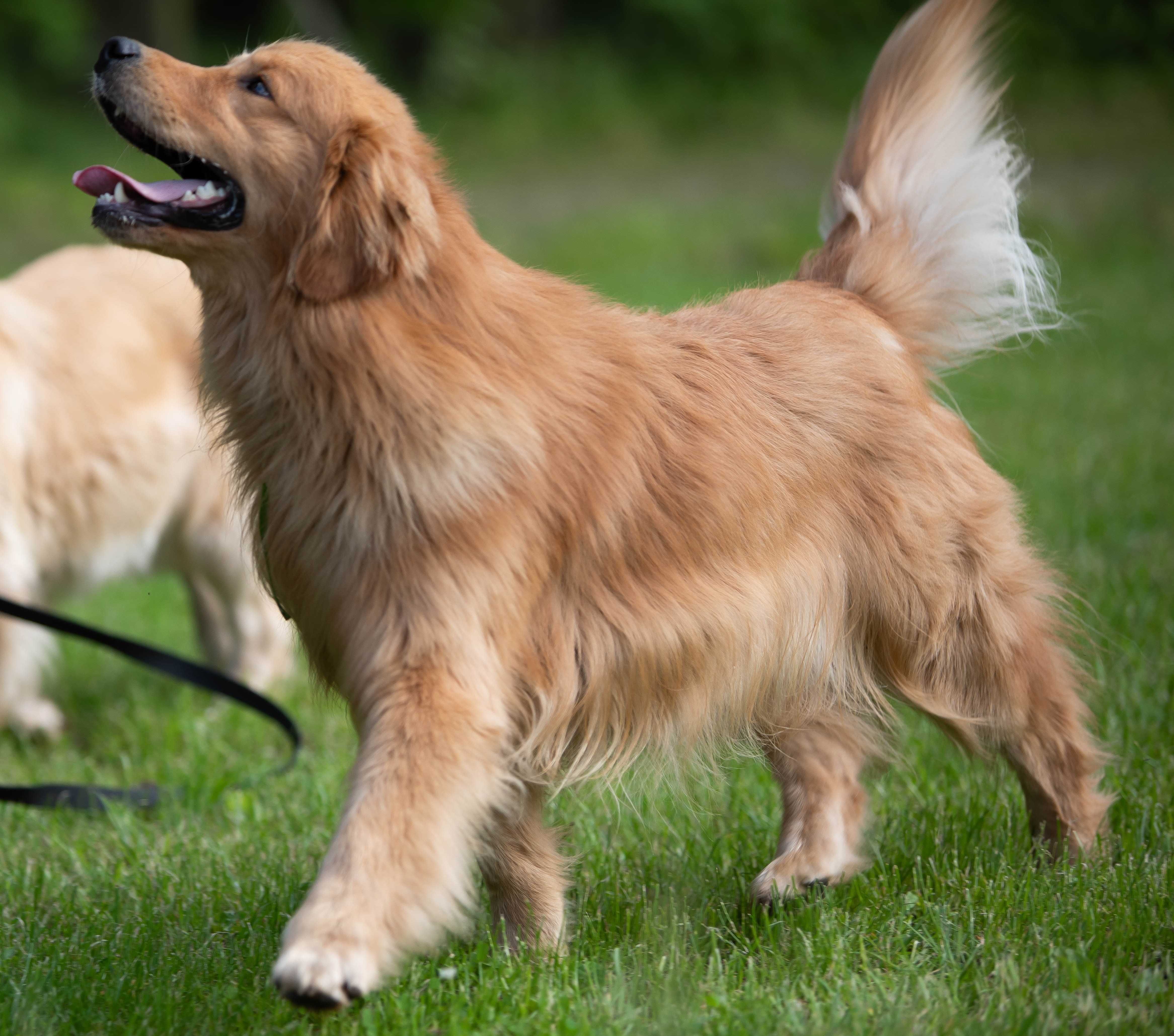 Golden Retriever - jasno złota sunia