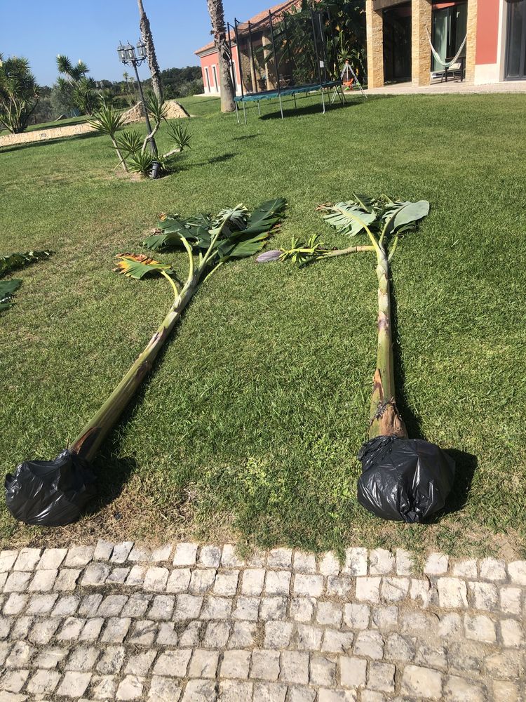 Bananeira 2.5metros com raiz + bambu + palmeira