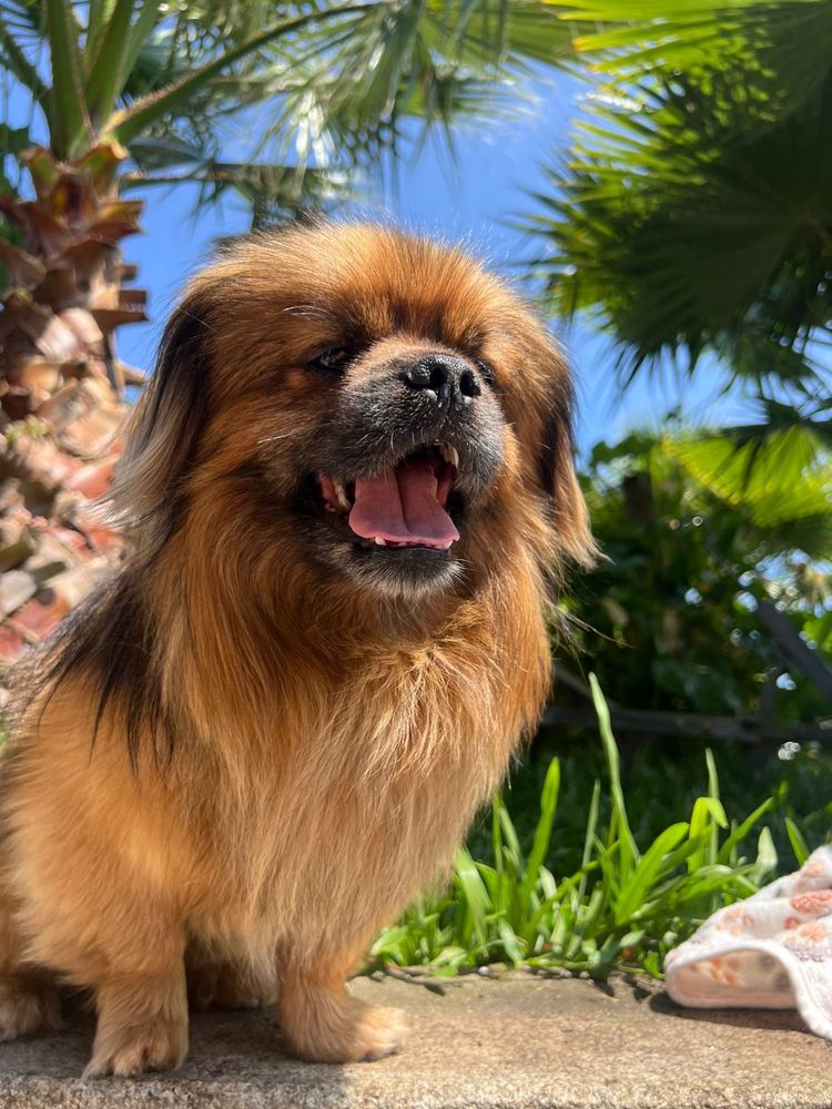 Marley - Pequinois, 2 anos