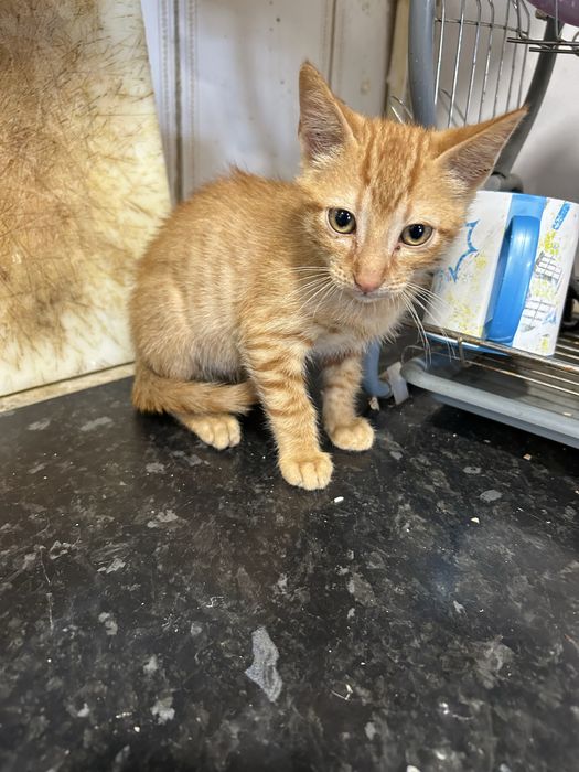 gatinhos laranja para adoção