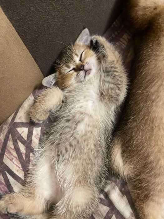 Продаются котята шотландские(шиншилы)