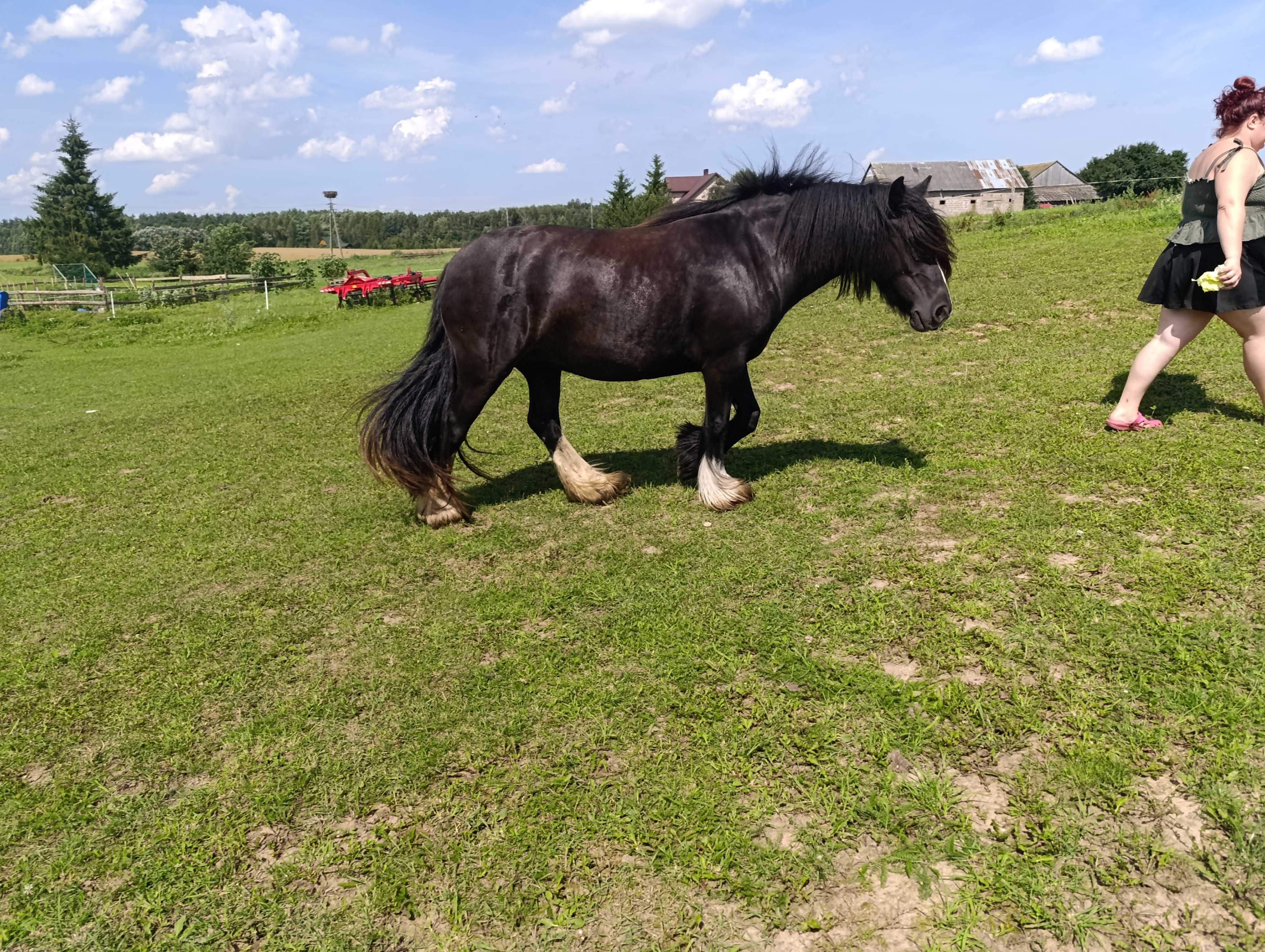 Tinkery/ Gypsy coby