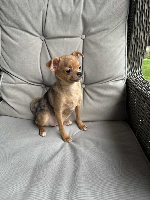 Przesliczna dziewczynka Chihuahua  choco merle tan