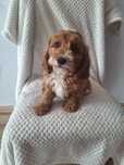 Cavalier-pudel-cavapoo