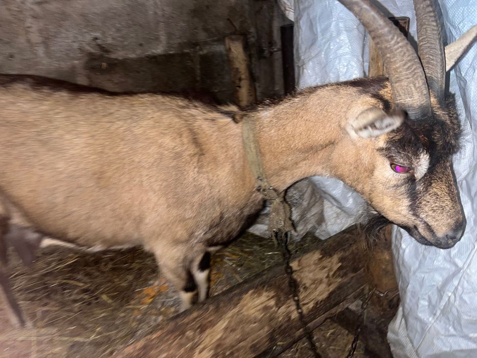 Продажи дойную козу