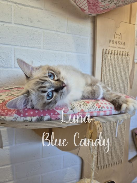 Kotka Ragdoll Luna Blue Candy Pl Warszawa Gotowa do odbioru FPL