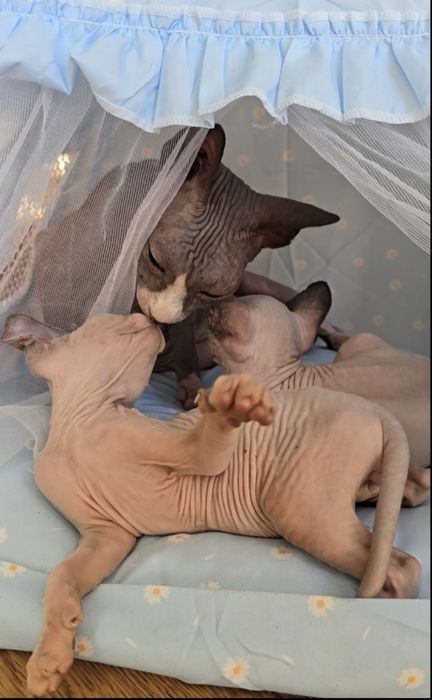 Kotka sfinks sphynx niebieskie oczka przepiękne