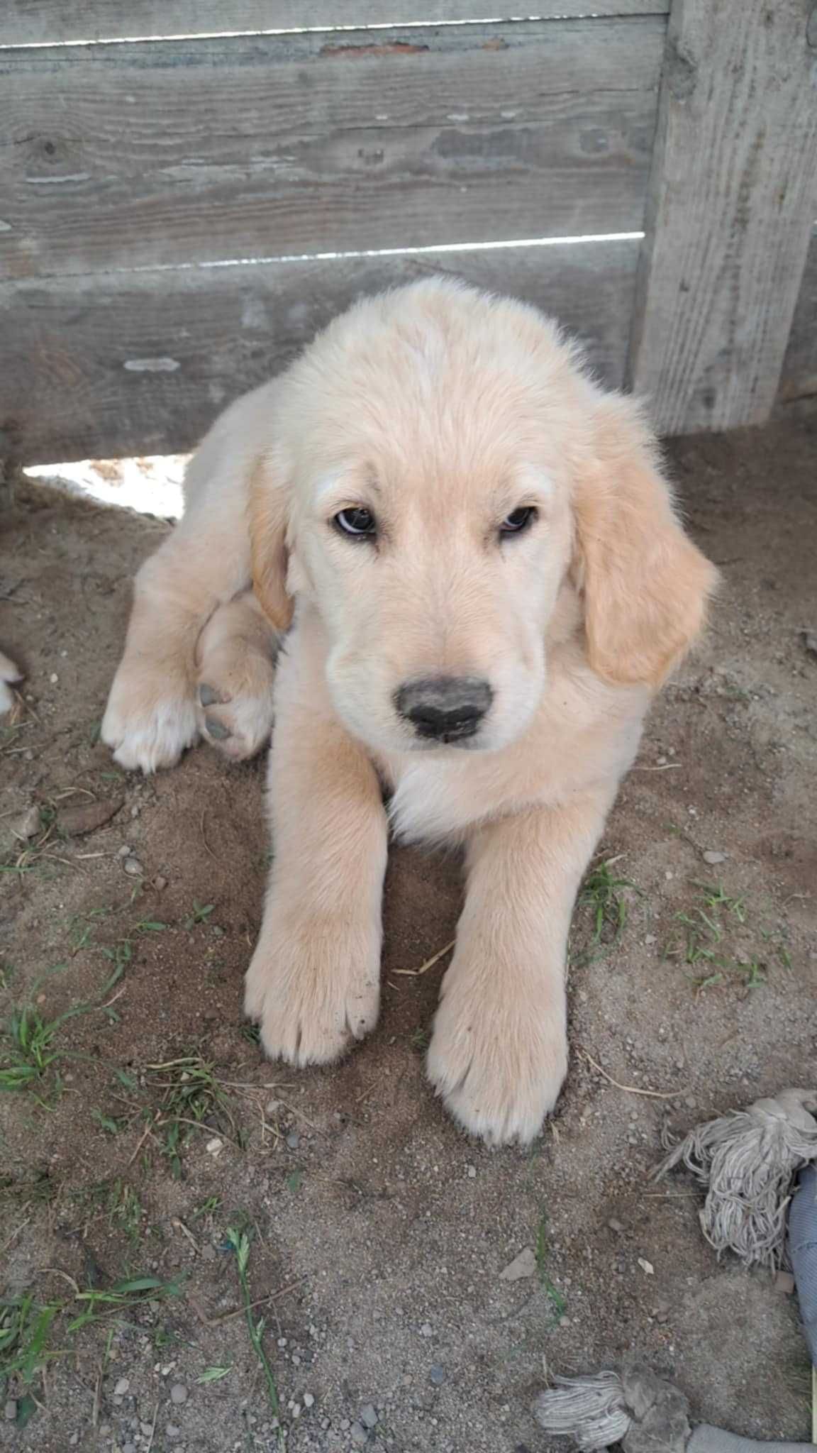Golden retriever szczeniak