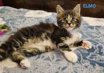 Piękne kociaki -Maine Coon