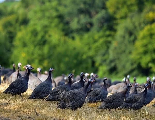 Цесарки пара 1+1