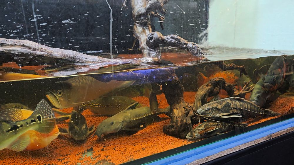 Megalodoras 2 animais