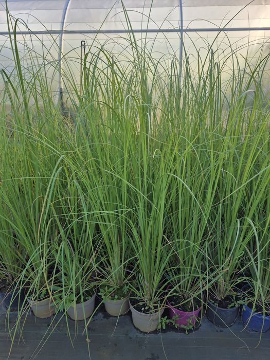 Евкаліпт, Скіммія японська Містік Марло, Фотинія, Кортадерія