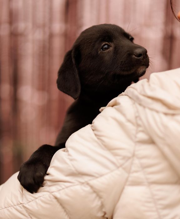 Цуценятко-дівчинка, 2 міс, шукає батьків!
