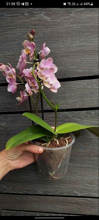Продам  детку, детку орхидеи одарион парфюмированная фабрика