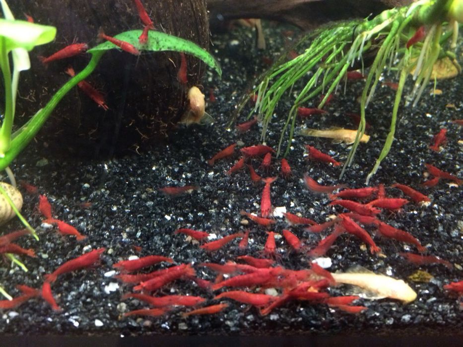 Красные аквариумные креветки черри Cherry