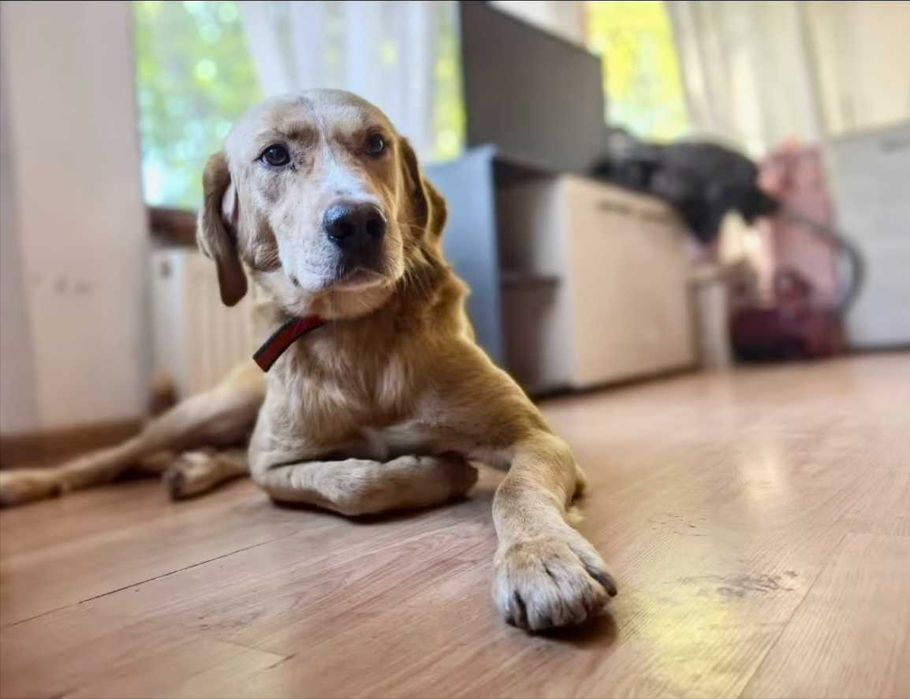 ARGOS wspaniały, mądry i łagodny pies do adopcji