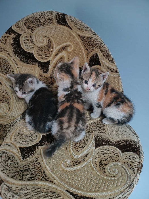 Oddam za darmo trzy małe kotki