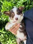 Menino border collie  chocolate tricolor