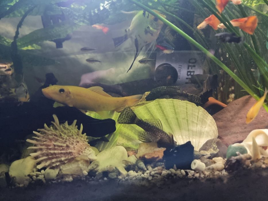 ZBROJNIKI zdrowe z ogólnego akwarium.