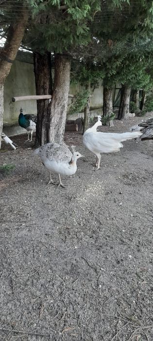 Pavões de várias cores: Branco, Asa negra, Azul e Arlequim