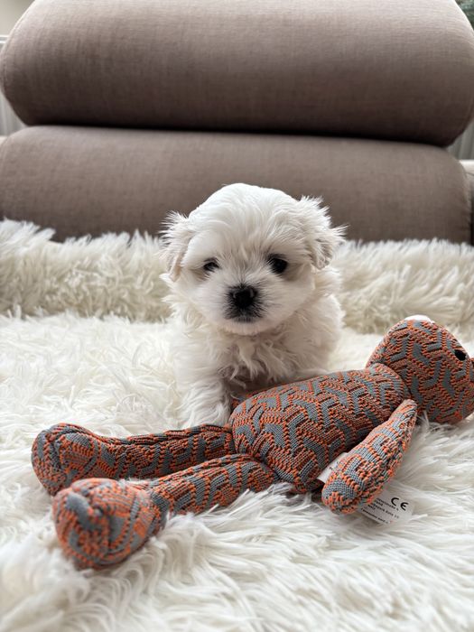 Maltańczyk-maltańczyki.