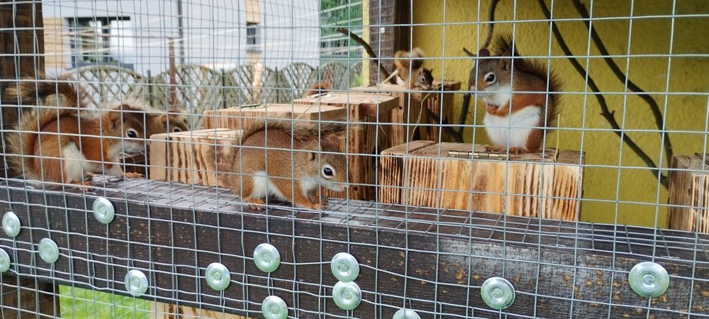 Wiewiórki hudsona hudsony hudson młode