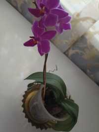 Орхідея фіолетова ,молода рослина