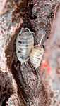 Porcellio laevis diary cow x20