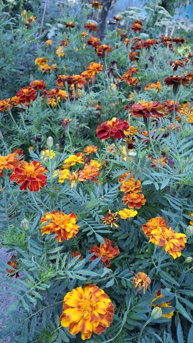 Сушені квіти чорнобривців, бархатцы, чорнобривці