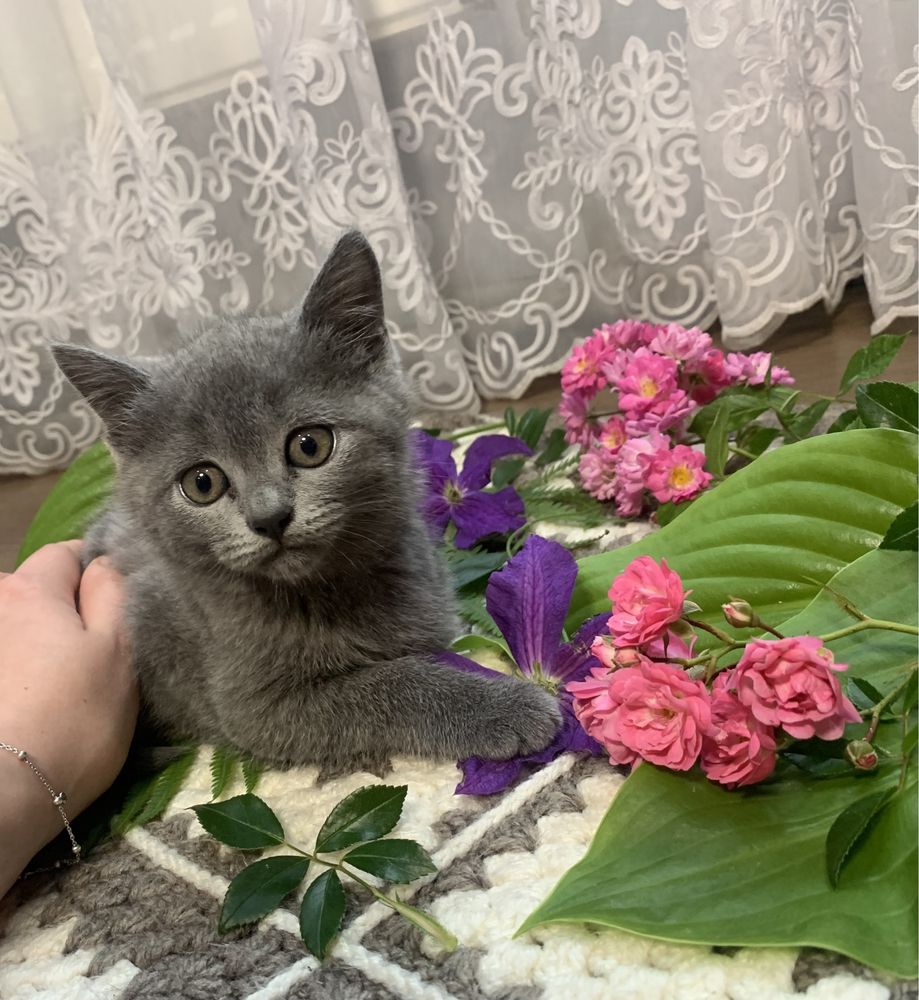 Продаються Британські кошенята