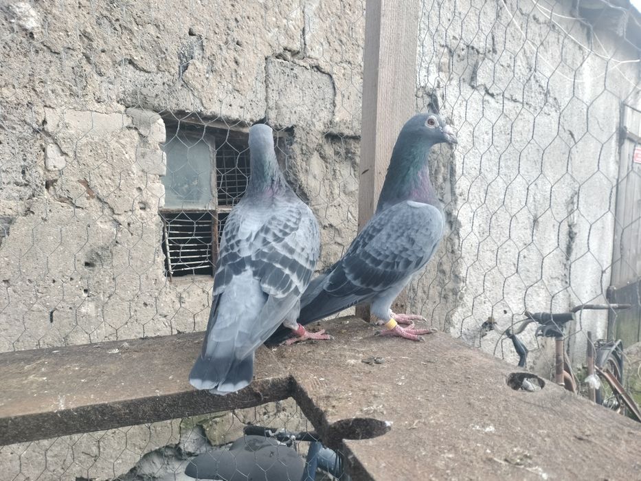 Sprzedam gołębie pocztowe