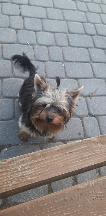 ZAGINIONY!!! Piesek rasy york