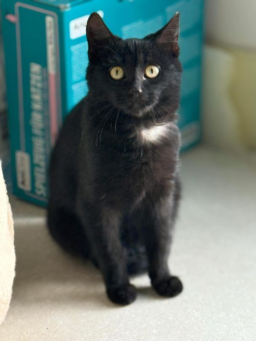 Maleńka Urszulka szuka domu