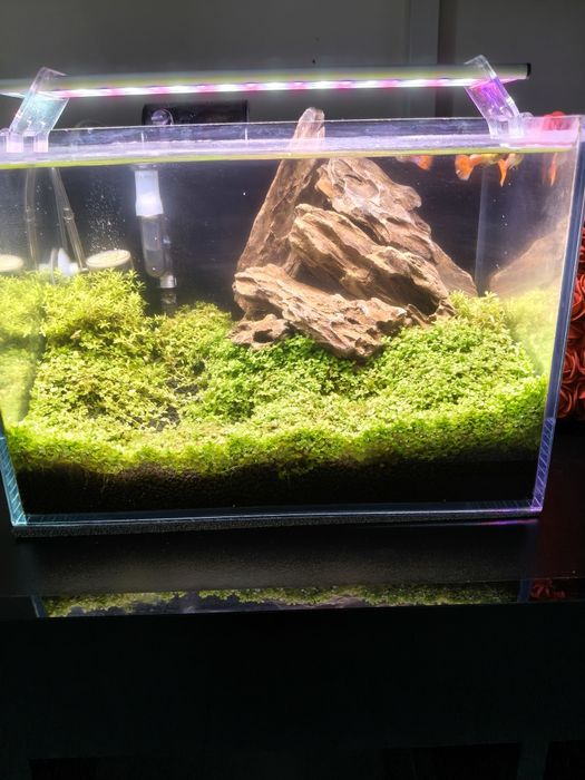 Sprzedam małe akwarium 25l filtr,rosliny Sinkor Led WiFi