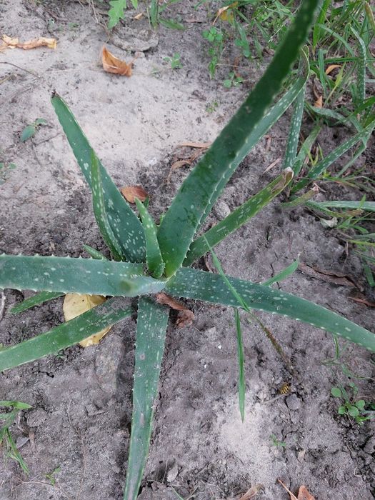 Алоє 3-х річки недорого